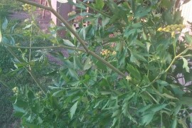 Lekovito bilje, rasad, ugovaranje i prodaja rasada