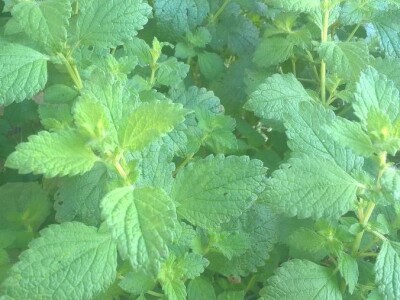 Lekovito bilje, rasad, ugovaranje i prodaja rasada