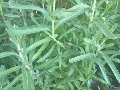 Lekovito bilje, rasad, ugovaranje i prodaja rasada