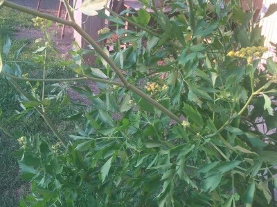 Lekovito bilje, rasad, ugovaranje i prodaja rasada