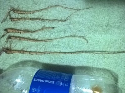 Lekovito bilje, rasad, ugovaranje i prodaja rasada