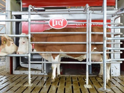 Lely Astronaut A5, robot za mužu krava