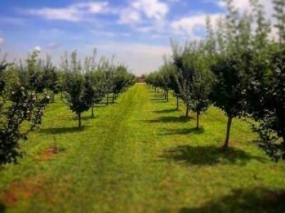 Leto u Srbiji 2020, vaučeri Novi Sad