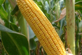 LG 30.500 - RWA HIBRID KUKURUZA