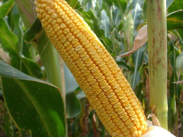 LG 30.500 - RWA HIBRID KUKURUZA