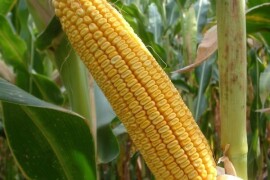 LG 30.500 - RWA hibrid kukuruza