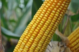 LG 31.330 - RWA hibrid kukuruza