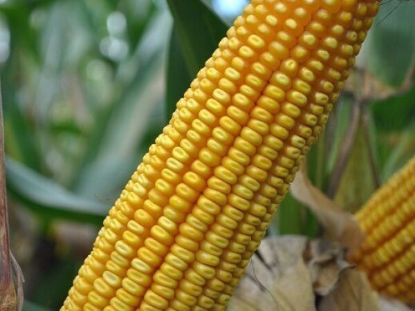 LG 31.330 - RWA hibrid kukuruza