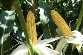 LG 31.380 - RWA hibrid kukuruza