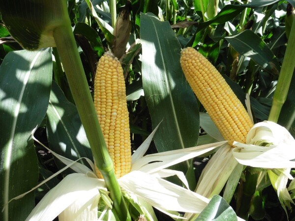 LG 31.380 - RWA hibrid kukuruza