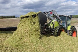 LG 31.479 - RWA silažni hibrid kukuruza