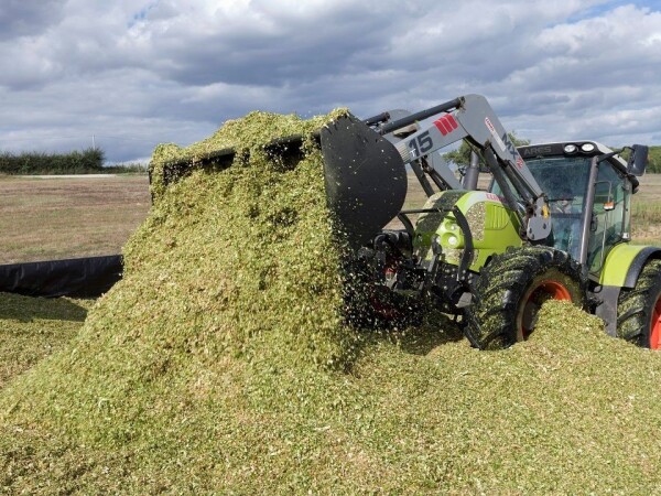 LG 31.479 - RWA silažni hibrid kukuruza