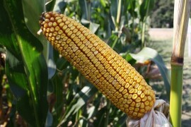 LG 31.545 – RWA hibrid kukuruza