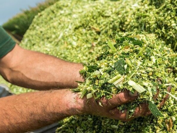 LG 31.558 - RWA hibrid kukuruza