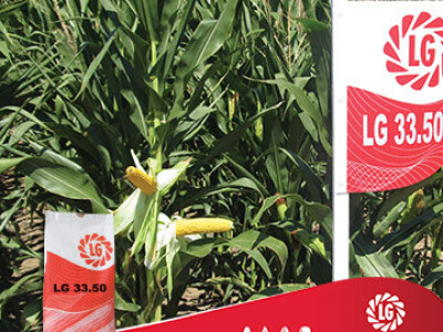 Kukuruz LG 33.50