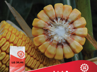 Kukuruz LG 35.40