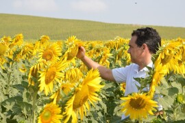 LG 50.479 SX - RWA hibrid suncokreta