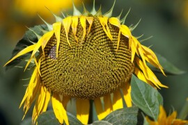 LG 50.550 CLP - RWA hibrid suncokreta