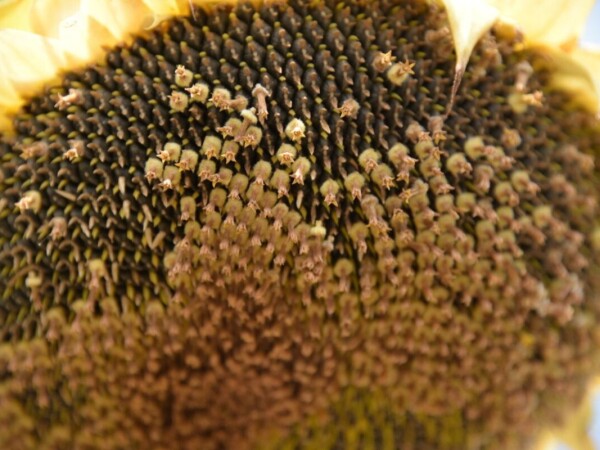 LG 54.92 HO CL - RWA HIBRID SUNCOKRETA