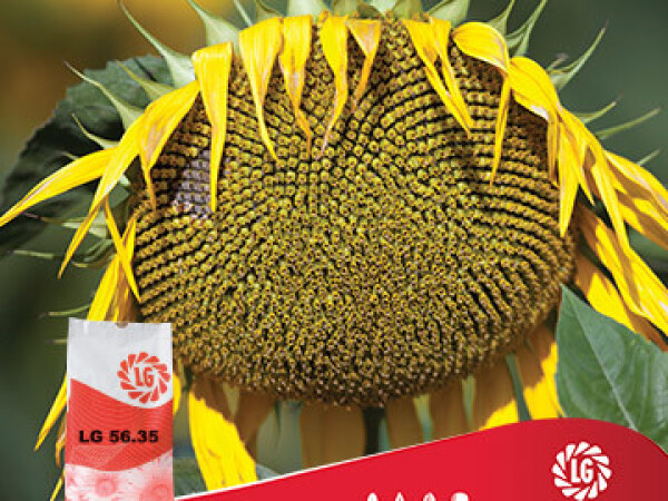Suncokret LG 56.35