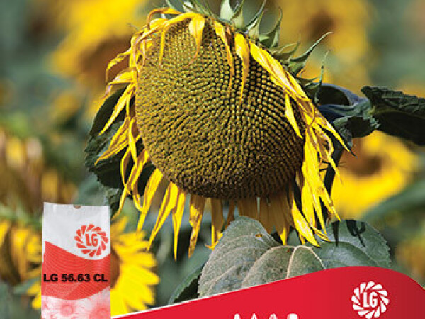 Suncokret LG 56.63 CL