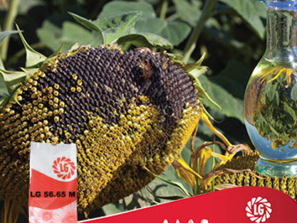 Suncokret LG 56.65 M