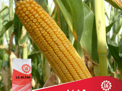 Kukuruz LG 30.500