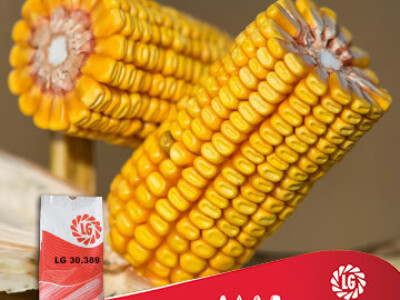 Kukuruz LG 30.389
