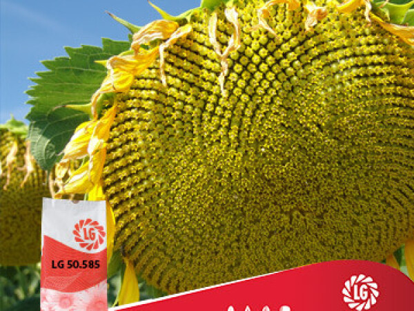 Suncokret LG 50.585
