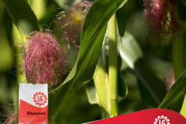 Silažni kukuruz Shannon