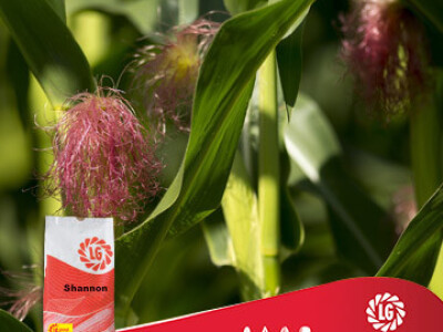 Silažni kukuruz Shannon