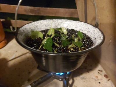 Liker od aronije (1 l)