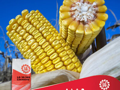 Kukuruz LG Limanova