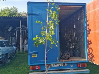 Ukrasna Kuglasta Stabla