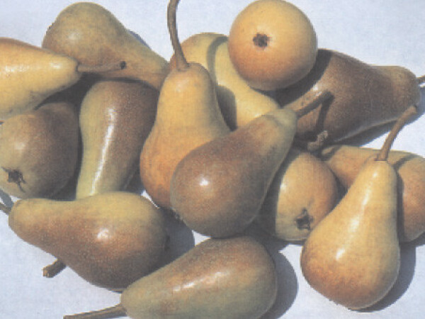 Kruška - Lipanjska ljepotica - sadnice