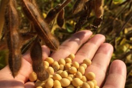 Lissabon - Sorta postrne soje u našoj ponudi