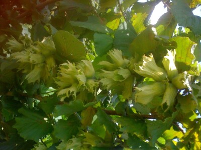 SADNICE LIJESKE-LJEŠNJAKA