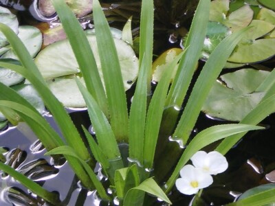 Lokvanji i vodene perene