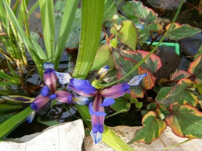 Lokvanji i vodene perene