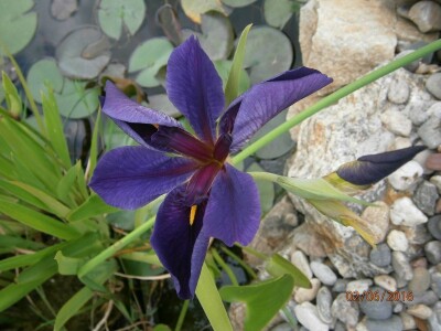 Lokvanji i vodene perene