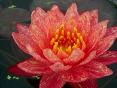 Lokvanji i vodene perene