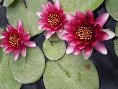 Lokvanji i vodene perene