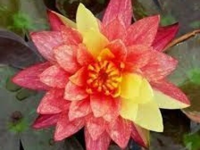 Lokvanji i vodene perene