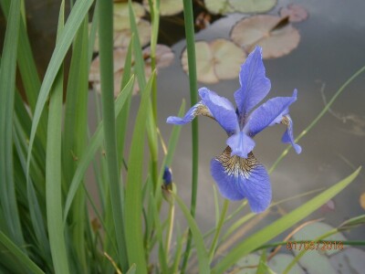Lokvanji i vodene perene