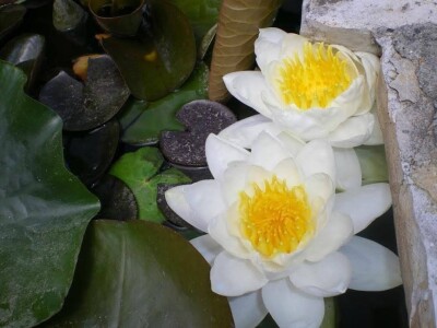 Lokvanji i vodene perene