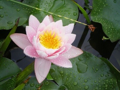 Lokvanji i vodene perene