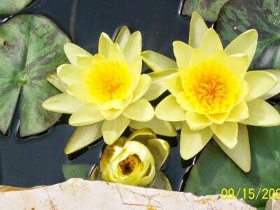 Lokvanji i vodene perene