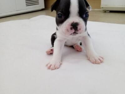 Lovely Boston Terrier Pups