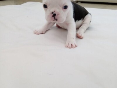 Lovely Boston Terrier Pups