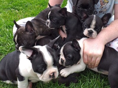 Lovely Boston Terrier Pups